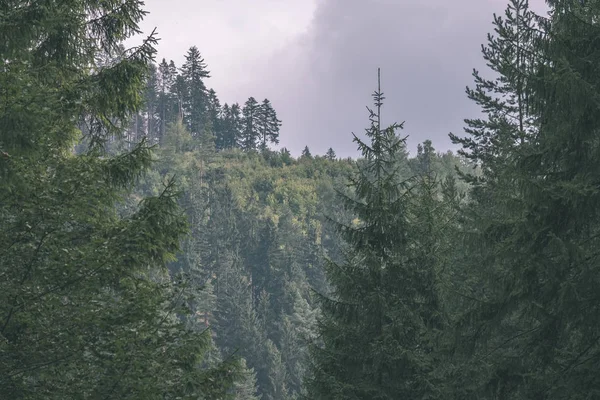 Landscape Evergreen Woods Summer Mountains — Stock Photo, Image