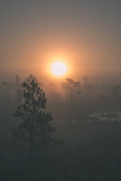 Mistige Moeras Moerasgebied Bij Heldere Zonsopgang — Stockfoto
