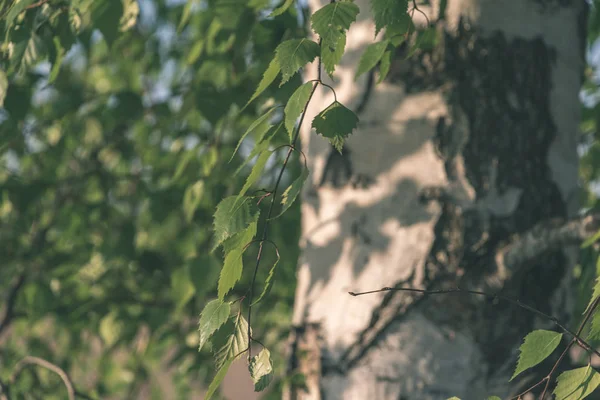 huş ağacı ağaç gövdesi yeşil yaz yeşillik ile