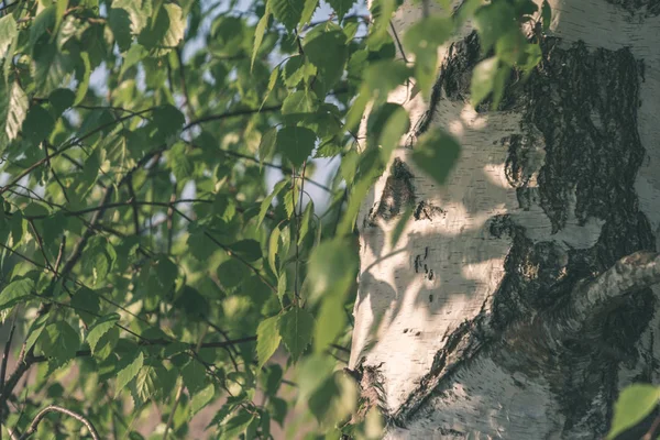 Березовий Стовбур Зеленим Літнім Листям — стокове фото