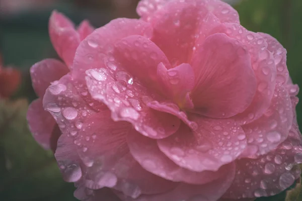 Dettaglio Fiore Rosa Fiorito Con Gocce Acqua Sfondo Sfocato — Foto Stock