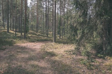 Ladin ve çam ağaçları ile herdem yeşil orman arka plan