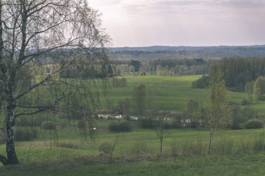 Yaz kırsal bölgede büyüyen huş ağacı