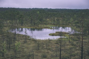Bataklık peyzaj yansımaları bulutlu su içinde ağaç ile