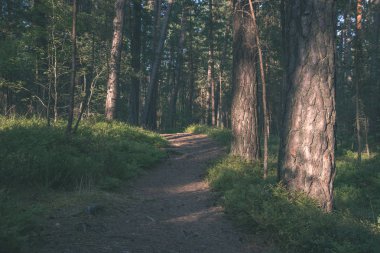 iz parça yeşil yaz ormandaki hiking Turizm