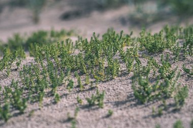 kum tepeleri ve deniz sahil bitki