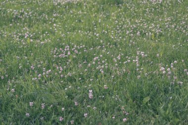 çayır üzerinde çiçek açan yeşil yaz yonca
