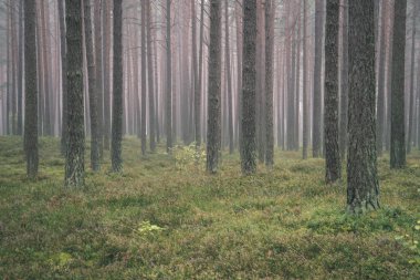sis yeşil çim ile ormandaki Çam ağaç gövdeleri