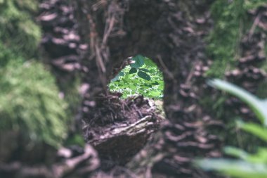ağaç gövde doku ormandaki Close-up