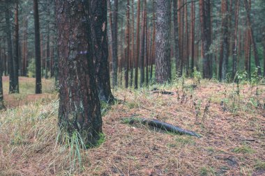 bulutlu herdem yeşil orman ağaç gövdeleri