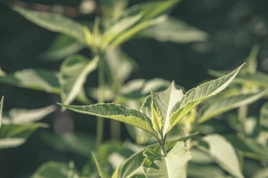 doğada büyüyen yeşil yaz yeşillik