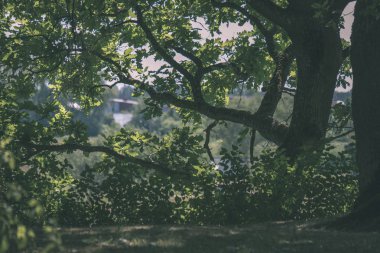 büyük orman içinde büyüyen ağaç ağaç gövdesi