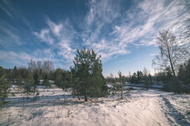 Letonya kar kırsal peyzaj alanları ve ağaçları ile kaplı