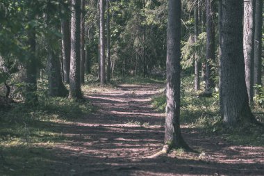 Ladin ve çam ağaçları ile herdem yeşil orman arka plan