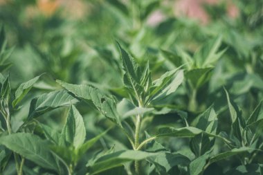 yeşil yapraklar yaz kırsal bölgede büyüyen arka plan