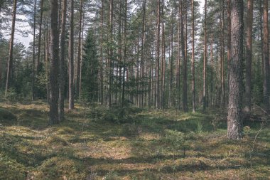 Ladin ve çam ağaçları ile herdem yeşil orman arka plan