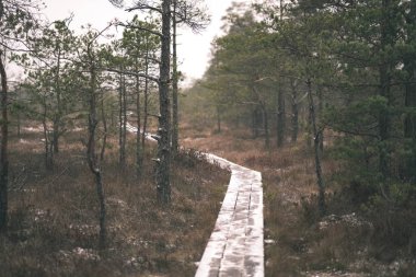 ormanda bataklık alanında ilk kar ile kaplı ahşap tahta patika boardwalk