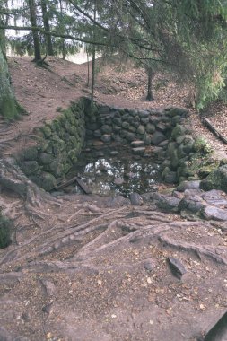 Ormandaki eski püskü taş duvar