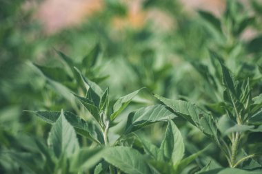 yeşil yapraklar yaz kırsal bölgede büyüyen arka plan