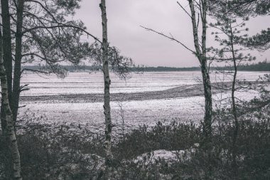 huş ağacı ağaç gövdeleri kış bataklık alan