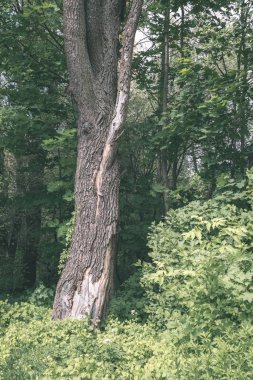 büyük orman içinde büyüyen ağaç ağaç gövdesi