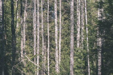 ormandaki uzun boylu Ladin ağaç gövdeleri 