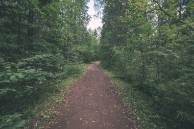 Hiking trail izlemek yeşil yeşillik güneş ışığı ile yaz ormandaki