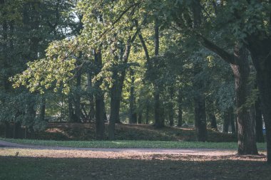 ağaçlar ve güneşli Park yeşil yeşillik