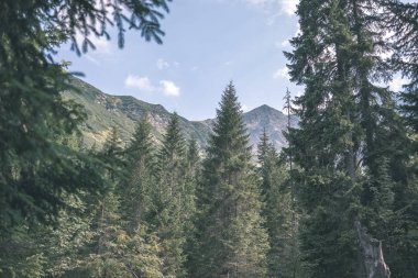 güzel Tatra Dağları ve ağaçların altında mavi gökyüzü, Slovakya
