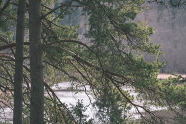 ağaç gövdeleri çam ve dalları bataklık alanı'nda arka plan bulanıklık