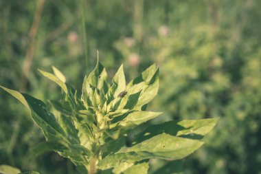doğada büyüyen yeşil yaz yeşillik