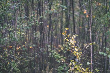 gün ışığında yeşil yaz ormandaki ağaç altındaki çalılık