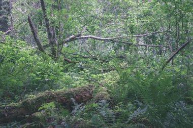 arka planını yaz ormandaki yeşil yeşillik