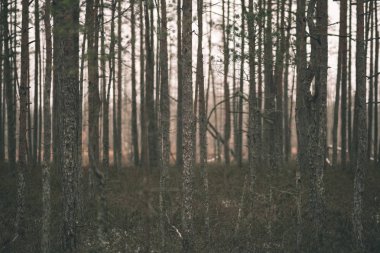 ormandaki çam ağacı kamyon arka plan