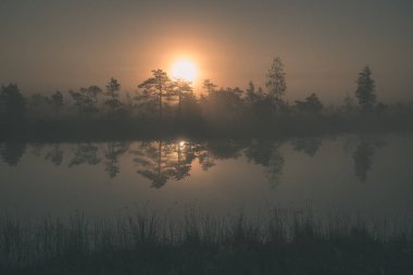 gündoğumu ile bataklık bataklık alan ağaçların su yansımaları ile siste