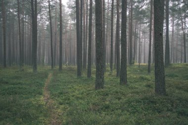 sis yeşil çim ile ormandaki Çam ağaç gövdeleri