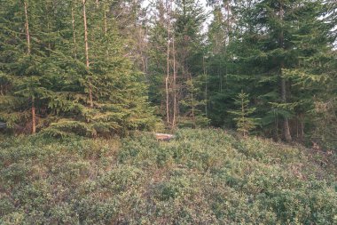 herdem yeşil orman eski Ladin ve çam ağaçları ile