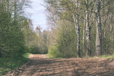 huş ağaçları yolu ormandaki yakınındaki büyüyen