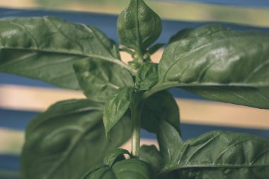 taze yeşil bitki üzerinde arka plan bulanık