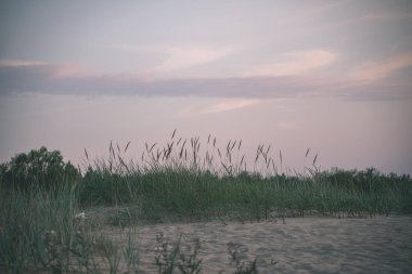 peyzaj alanları ve ormanda günbatımı gökyüzü altında