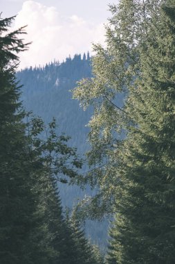 güneşli ormandaki yeşil yaz yeşillik