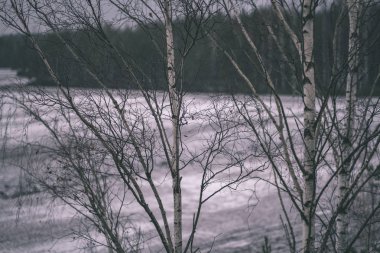 çıplak huş ağaçları kış kırsal kesimde