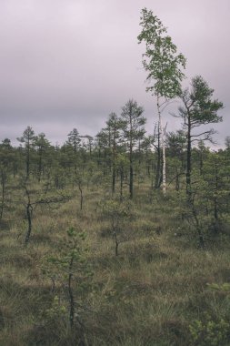 bulutlu gökyüzü altında bataklık bölgede büyüyen çam ağaç gövdeleri