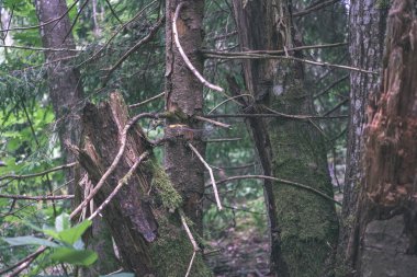 Kuru ağaç gövdeleri üzerinde arka plan bulanık ormandaki