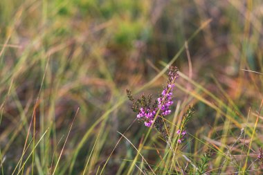bataklık bitki örtüsü Close-up çim bents ve bitki örtüsü ile yakından, sonbaharda çıkmaza sokmak