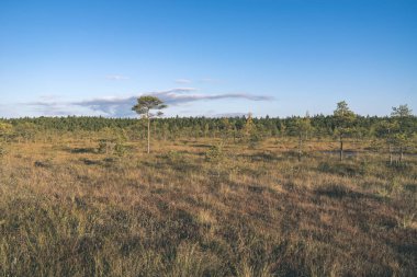 Bataklık alan açık havada Ladin ile peyzaj