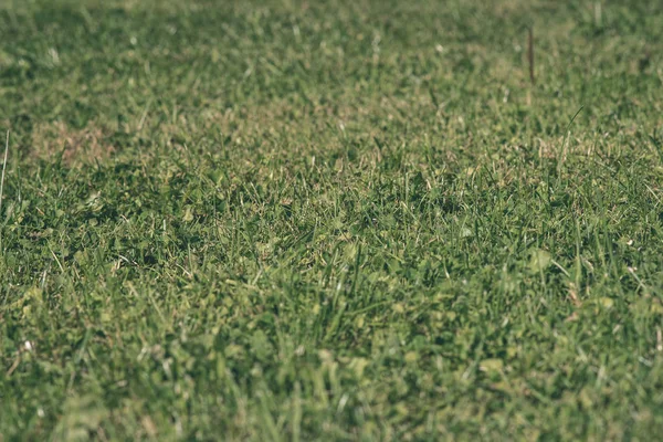 신선한 잔디의 — 스톡 사진