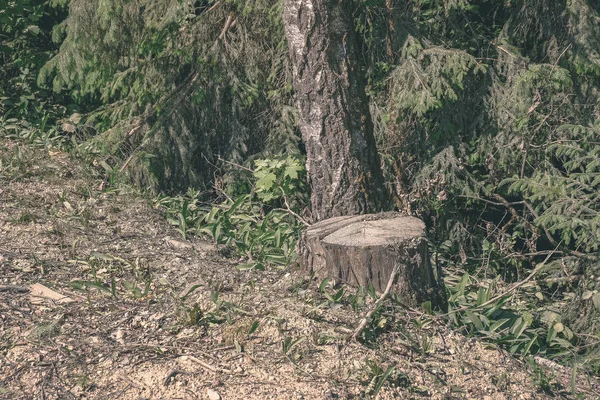 Tronco Árbol Tronco Verano Bosque Soleado — Foto de Stock