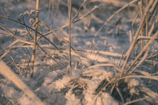 冬天被冻雪覆盖的草的背景 — 图库照片