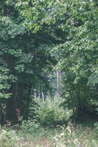 Pozadí Zelené Listí Lese Létě — Stock fotografie